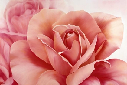 Picture of PINK ROSE II