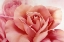 Picture of PINK ROSE II