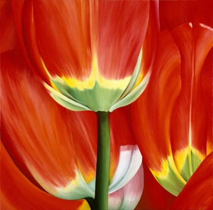 Picture of MOST BEAUTIFUL TULIP I