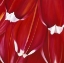 Picture of MOST BEAUTIFUL TULIP II