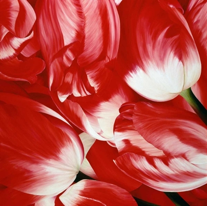 Picture of MOST BEAUTIFUL TULIP III