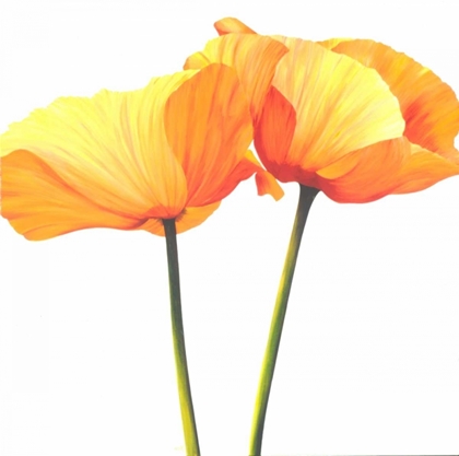 Picture of YELLOW POPPY