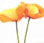 Picture of YELLOW POPPY