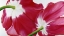 Picture of TULIPA