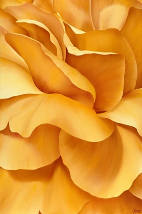 Picture of MAGNIFICANT FLOWER I