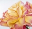 Picture of BEAUTIFUL ROSE