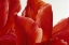 Picture of PARTY TULIP I