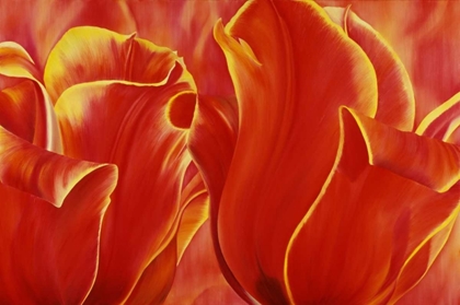 Picture of PARTY TULIP II