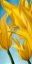 Picture of DANCING YELLOW