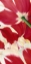 Picture of FLOWER DREAM