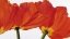 Picture of SPRING DANCE