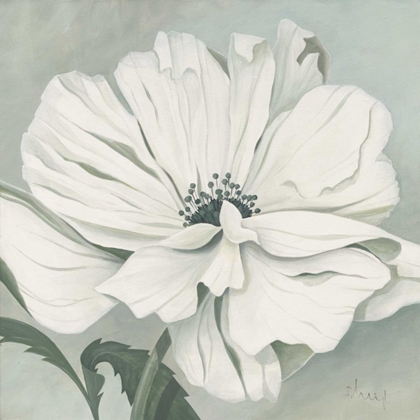 Picture of WHITE POPPY