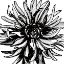 Picture of FLORAL OUTLINES II