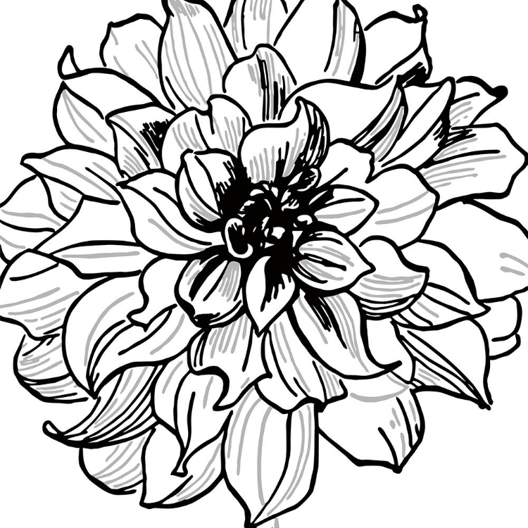 Picture of FLORAL OUTLINES III