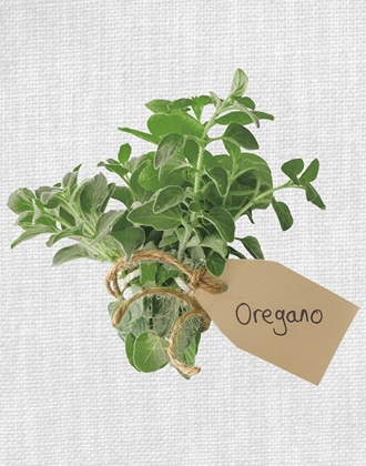 Picture of OREGANO