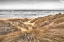 Picture of BEACH DUNES