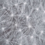 Picture of NATURAL DESIGNS I