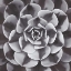 Picture of NATURAL DESIGNS III