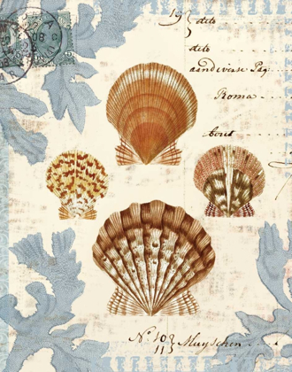 Picture of SEASHELL COLLECTION I