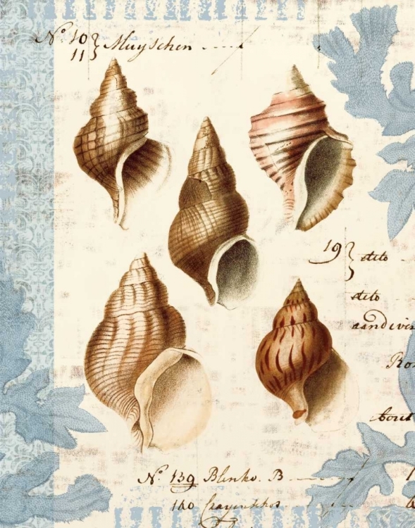 Picture of SEASHELL COLLECTION II