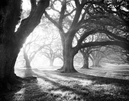 Picture of OAK ALLEY, LIGHT AND SHADOWS