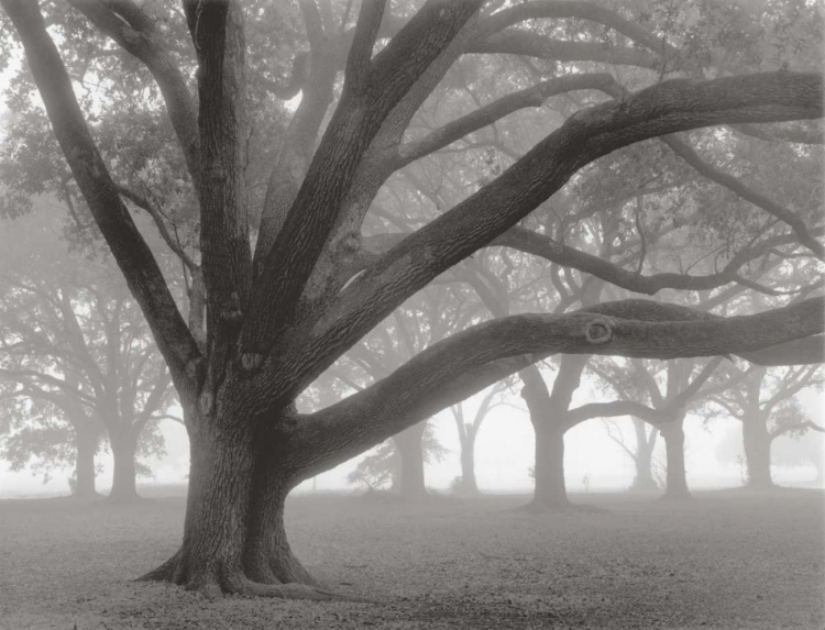 Picture of OAK GROVE IN FOG