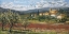 Picture of HILLSIDE OLIVES