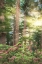 Picture of RISE N SHINE II