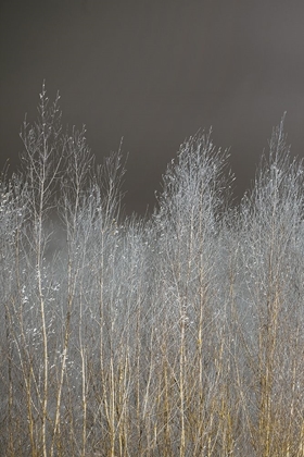 Picture of SILVER FOREST I