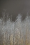 Picture of SILVER FOREST I
