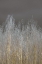 Picture of SILVER FOREST II