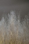 Picture of SILVER FOREST III
