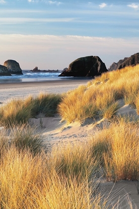 Picture of DUNE GRASS AND BEACH II