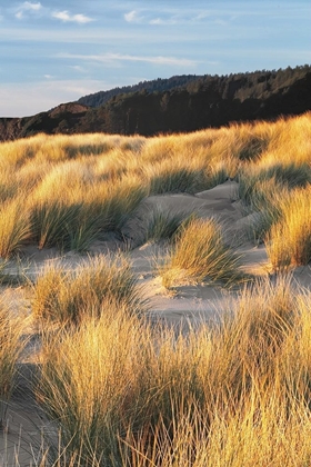 Picture of DUNE GRASS AND BEACH III