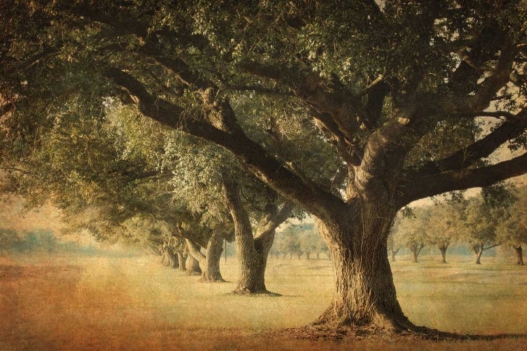 Picture of ISLAND OAK