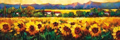Picture of SWEEPING FIELDS OF SUNFLOWERS