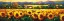 Picture of SWEEPING FIELDS OF SUNFLOWERS