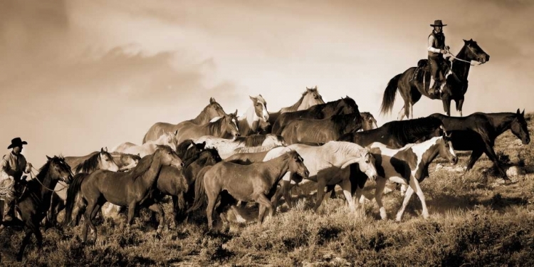 Picture of GATHERING THE HERD