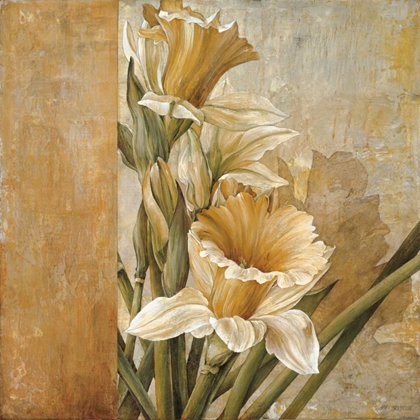Picture of CHAMPAGNE DAFFODILS II