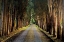 Picture of TREE TUNNEL