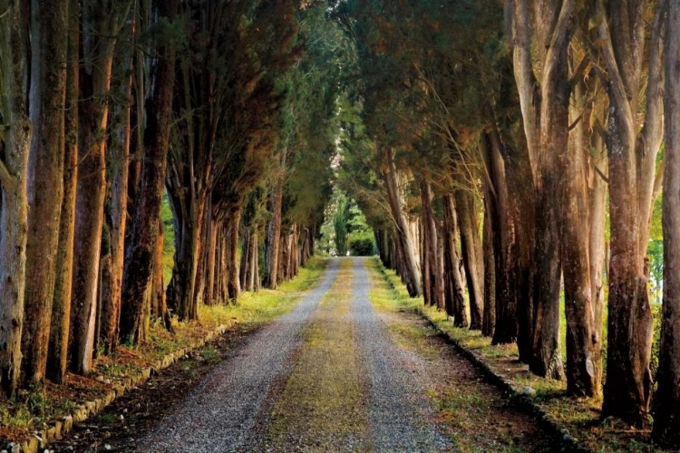 Picture of TREE TUNNEL