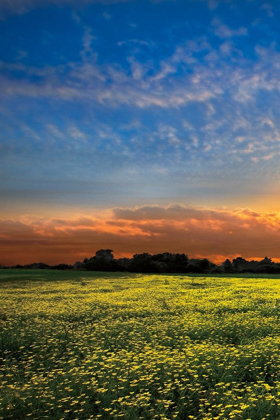 Picture of SHADOWS AT SUNSET I