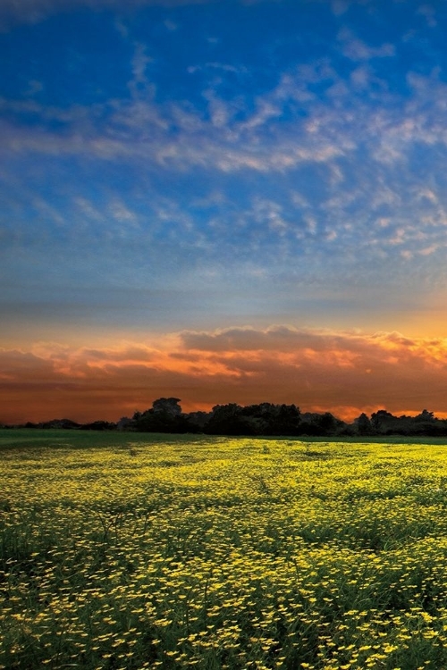 Picture of SHADOWS AT SUNSET I