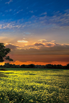 Picture of SHADOWS AT SUNSET III