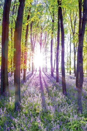 Picture of BLUEBELLS AND SUNRISE I