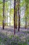 Picture of BLUEBELLS AND SUNRISE II