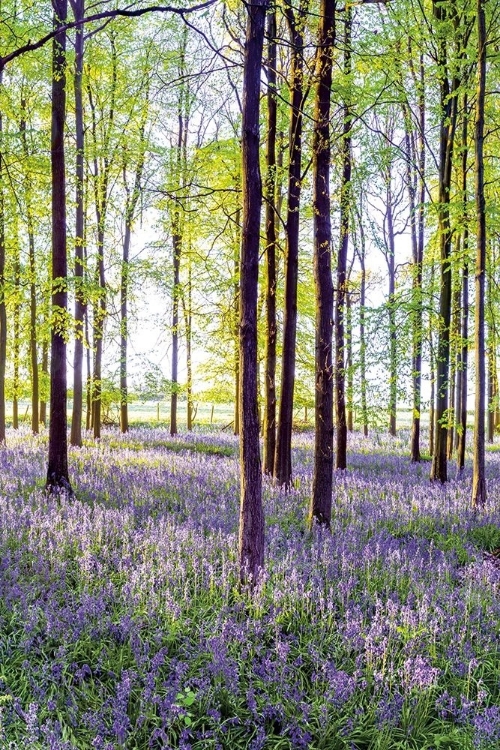 Picture of BLUEBELLS AND SUNRISE II