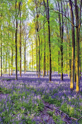 Picture of BLUEBELLS AND SUNRISE III