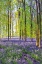 Picture of BLUEBELLS AND SUNRISE III
