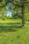 Picture of GREENEST PASTURES I